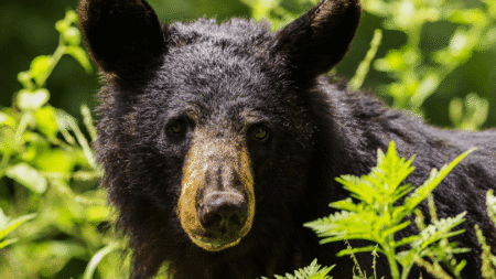 Anti-Hunters Hijack Florida Bear Hunt Lottery